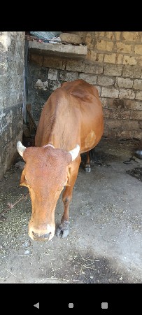 ગાય વેચવાની છે