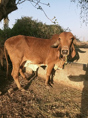 थंबनेल 2