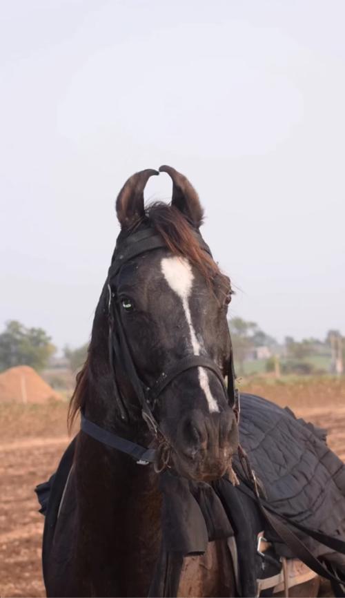 ઘોડો વેચવાનો સે સાટા કરવા ના