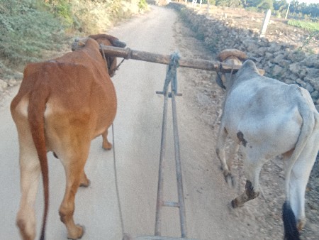 ઘોધલા વેશવા ના છે ચાલુ કમ્પલેટ