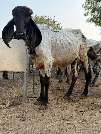 थंबनेल 2