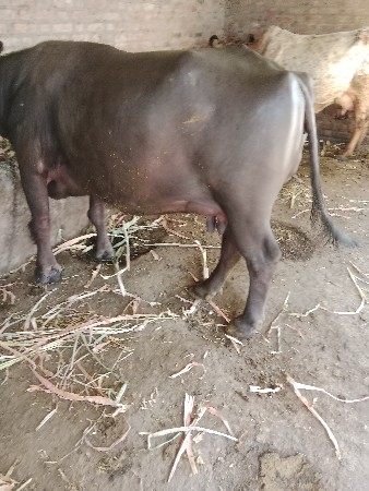 थंबनेल 3