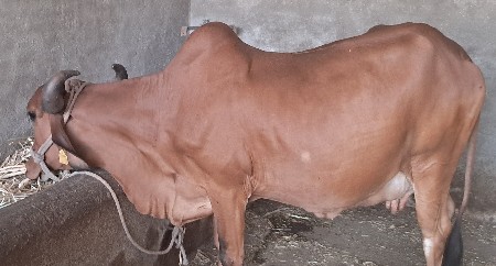ગીર ગાય વેચવાની છે