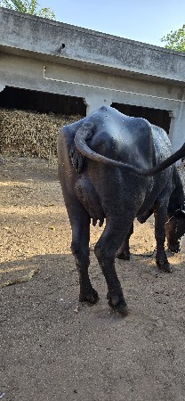 થંબનેલ 5