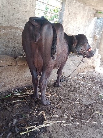 પેલું વેતર વાણેલીસે નીસે પાડી જાફરી