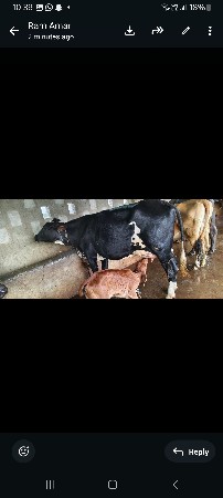 એસ એફ ગાય