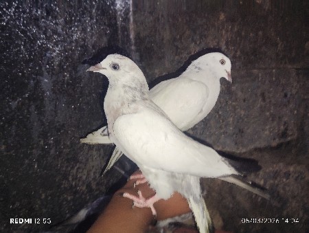 થંબનેલ 3