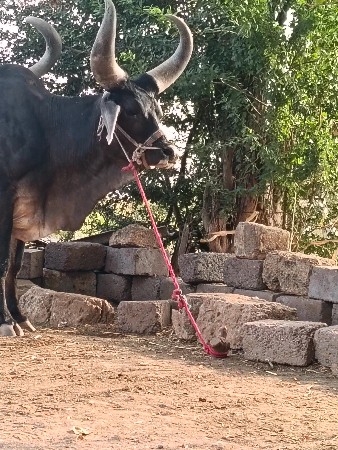 બડદવેચવાનોછે