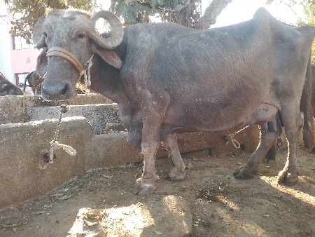 ભૂરી  ભેંસ વેચવાની છે