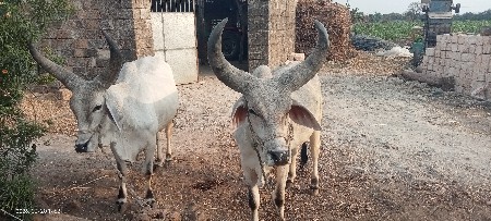 બળદ વેચવાનો