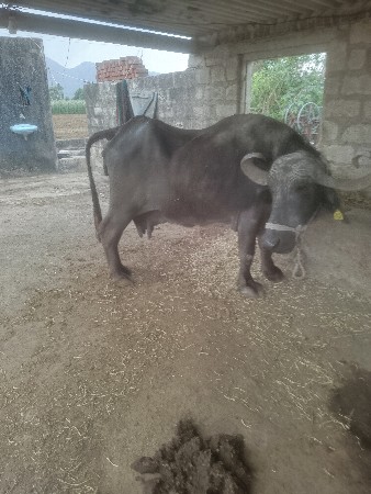 ભેંસ વેચવાની છે