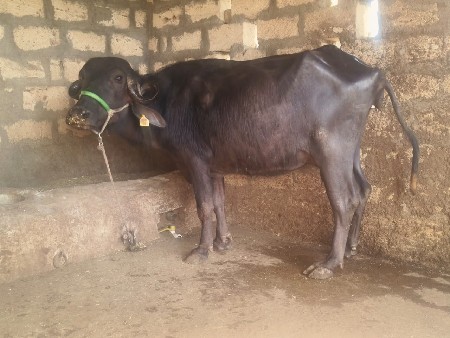 थंबनेल 5