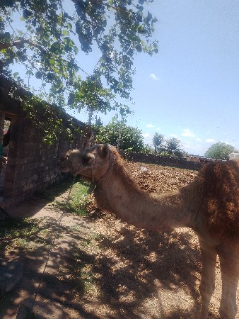 થંબનેલ 3