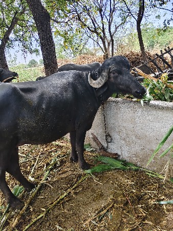 થંબનેલ 2