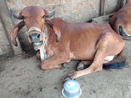 હોળકી વેચવાની છે