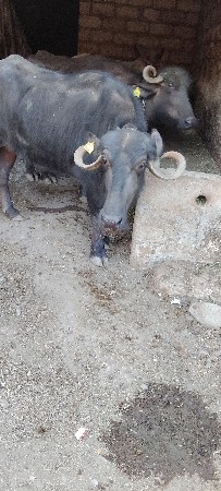 ખડેલી વેશવાની શે