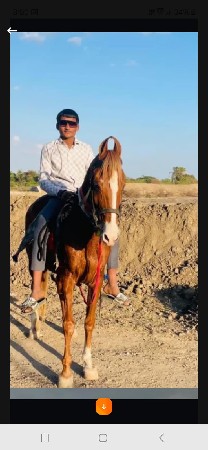 આ ધોડી વેસવાની સે સાટા કરવાના સે