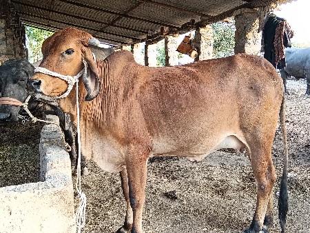 थंबनेल 3