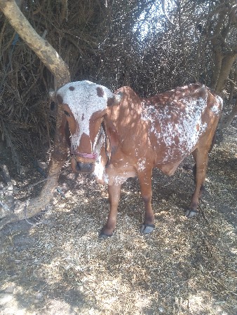 થંબનેલ 3