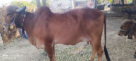 थंबनेल 2