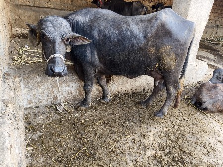 थंबनेल 3