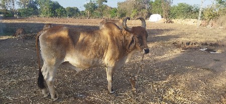 थंबनेल 3