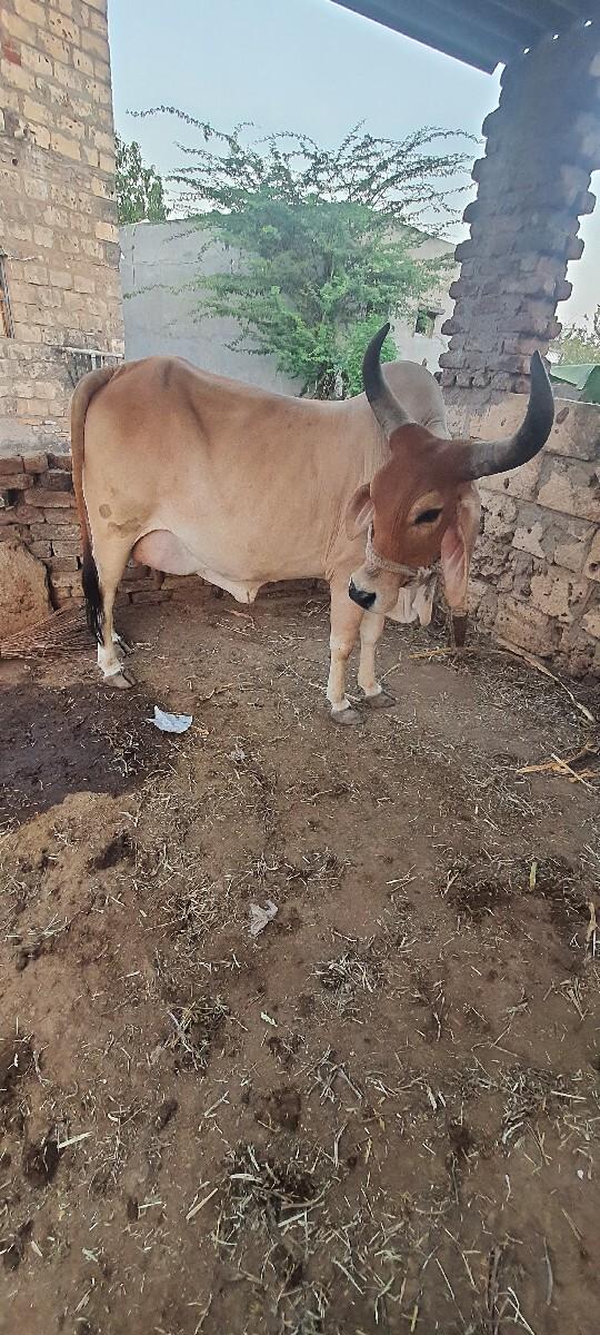 થંબનેલ 2