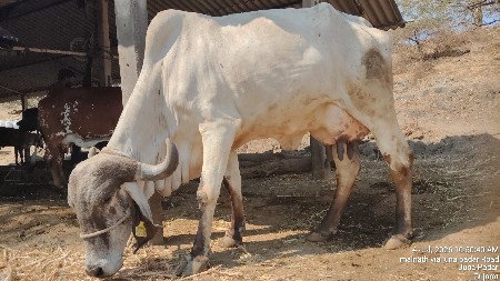 વેતર તીજુ લીલડી ગાય 9624702117