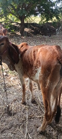 थंबनेल 2