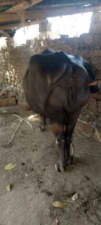 थंबनेल 3