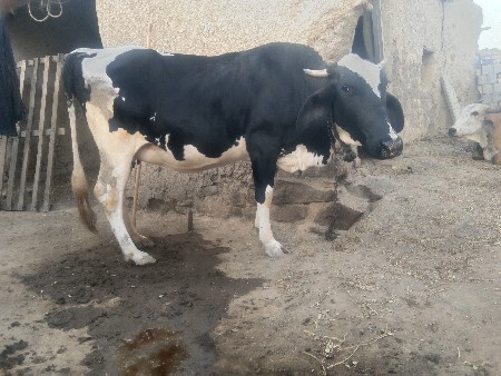 थंबनेल 2