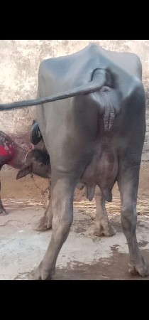 थंबनेल 3