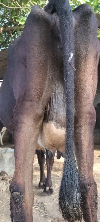 ગાય વેસવાની છે