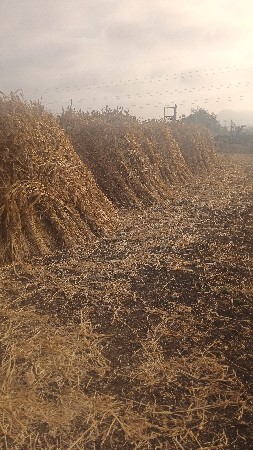 જુવાર વેસવાનીસે