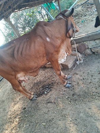 થંબનેલ 2