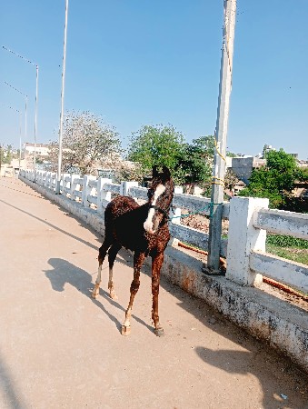 થંબનેલ 3