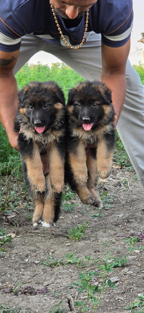 થંબનેલ 2