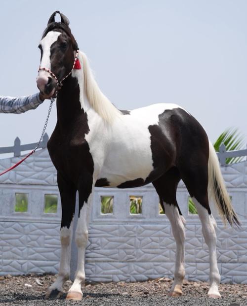 વસેરી વેસવાની સે