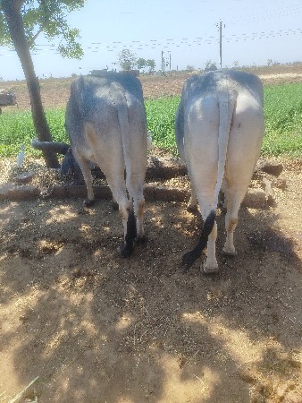 વાશડા   વેશવાના શૈ