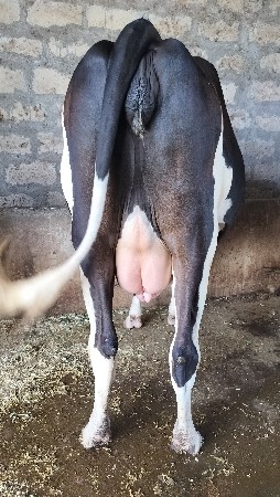 વેચવાની છે