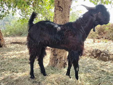 થંબનેલ 3