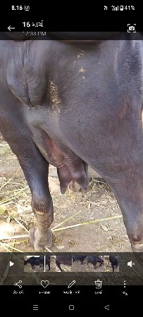 थंबनेल 3