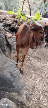 ખૂંટ 100% ગીર વેસવા નો છે