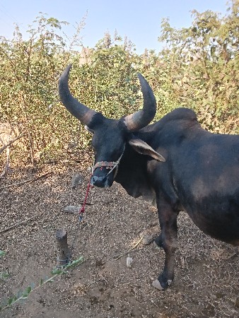 થંબનેલ 3