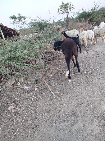 थंबनेल 2