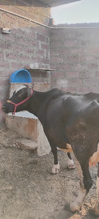 એસબ‌ ગાય વેચવાની છે 
નીચે વાચડી છે