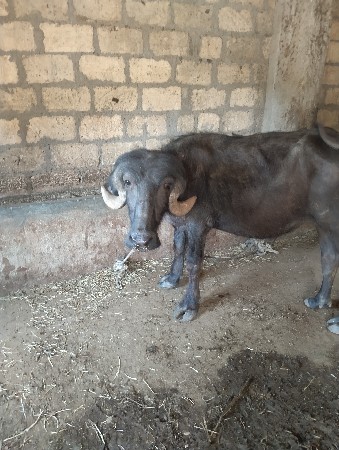 थंबनेल 3