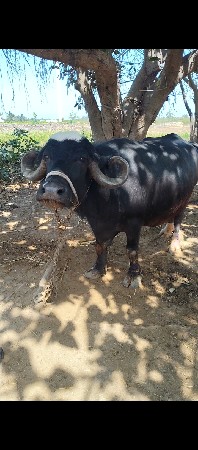 ભેંસ વેચવાની છે.