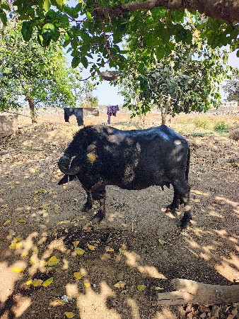 थंबनेल 3