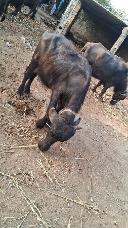 थंबनेल 2